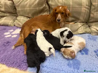 Cockapoo dogs 🐣Toy Cockapoo Puppies 🌸 - Advert 12