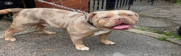 Old Tyme Bulldog dogs for stud: 💚ZUES OLD TYME LILAC TRI MERLE STUD 💚 in Barnsley - Advert 25