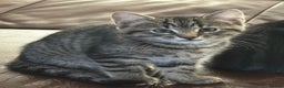 Mixed Breed cats for sale: Male tabby kitten  - Advert 2