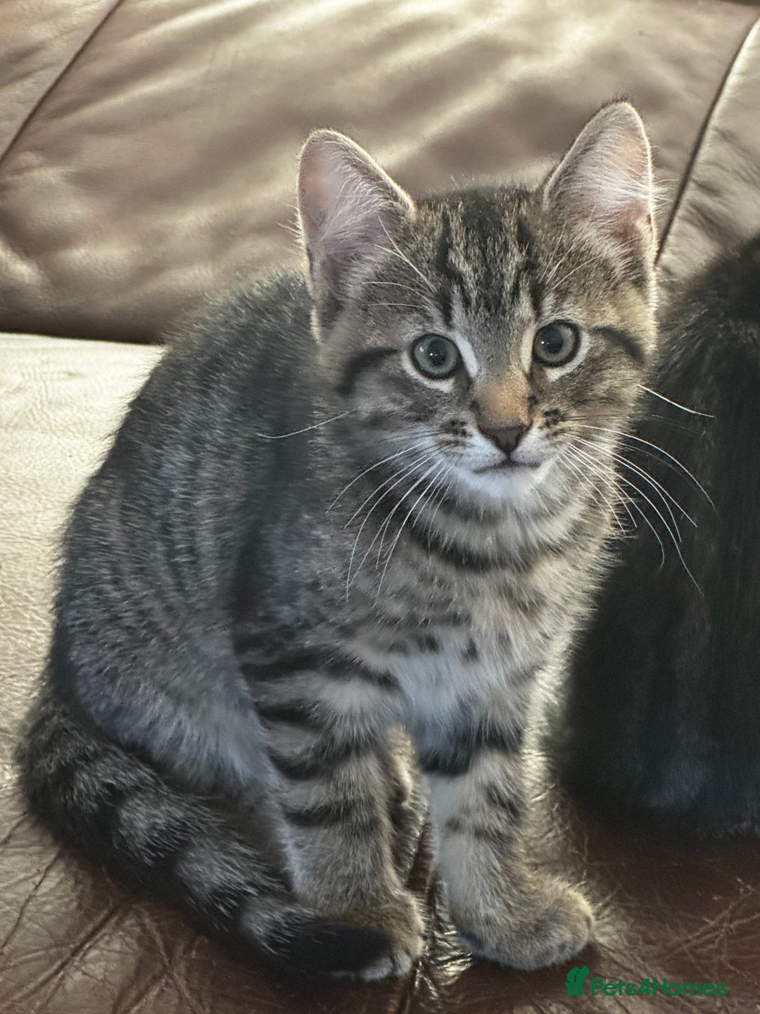 Mixed Breed cats for sale: Male tabby kitten  - Advert 2