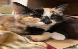 Mixed Breed cats for sale: 😻friendly kittens looking for forever homes - Image 8