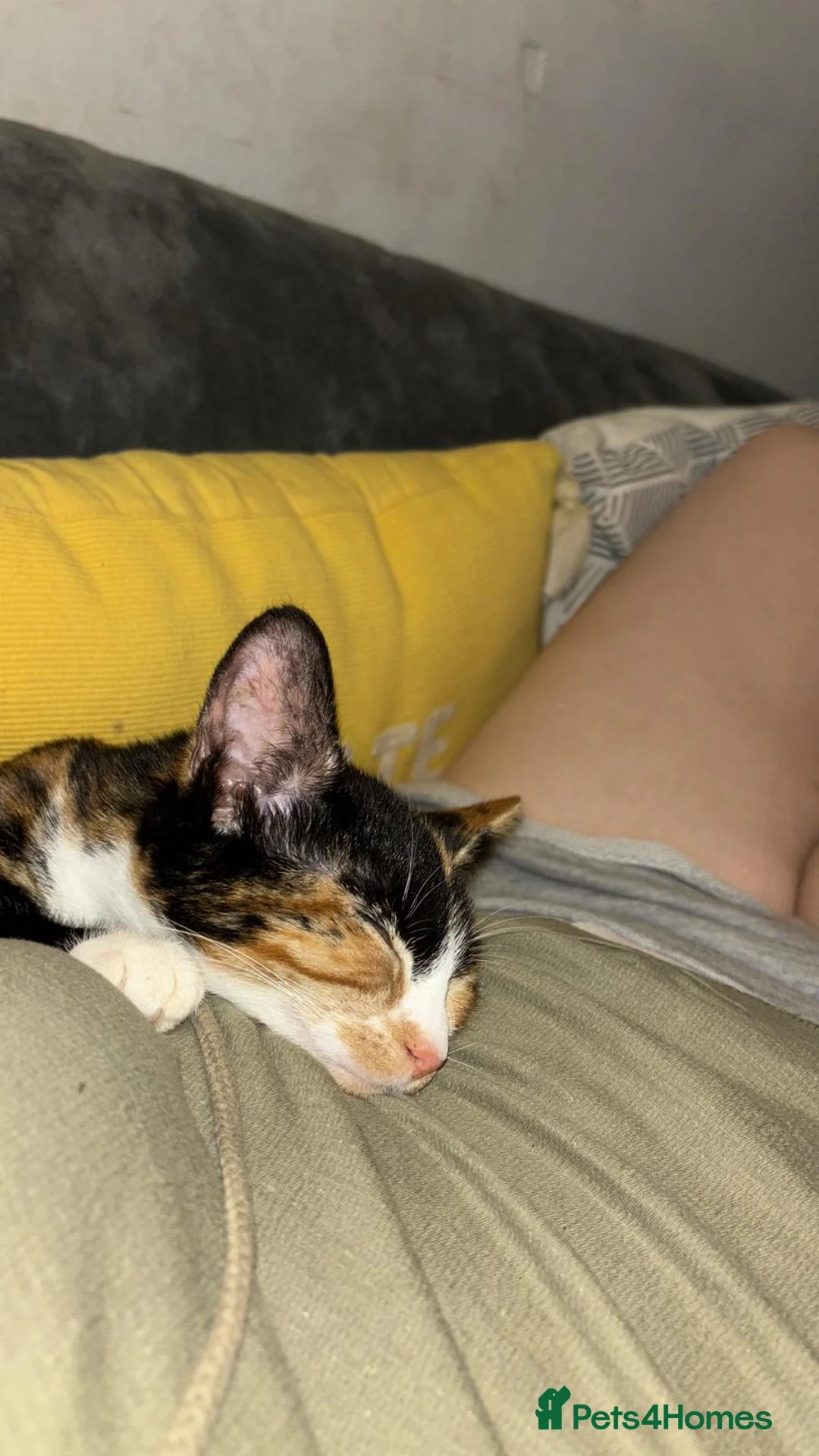 Mixed Breed cats for sale: Gorgeous Puss Puss looking for her forever home! - Advert 2