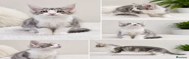     Blue Silver Tabby & White