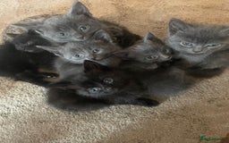 Domestic Shorthair cats for sale: Grey/tabby/black kittens - Image 6