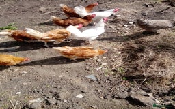 Chickens poultry for sale: Laying hens - Image 4