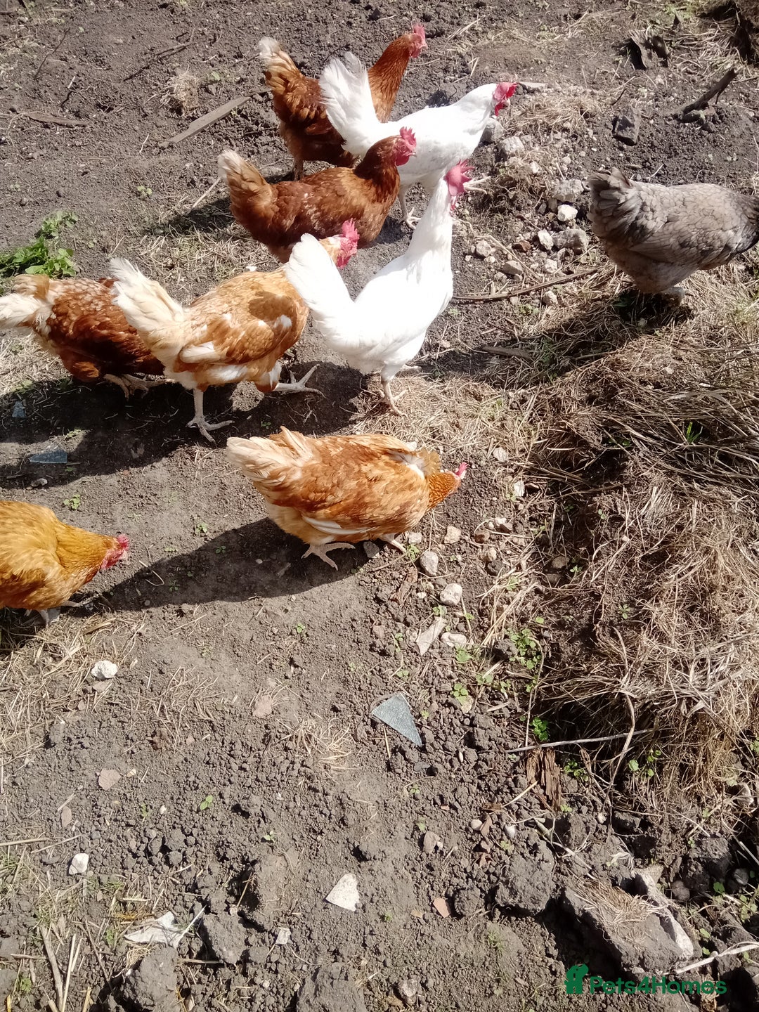 Chickens poultry for sale: Laying hens - Image 4