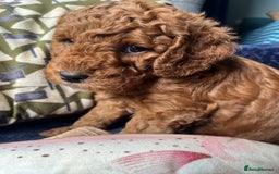 Labradoodle dogs for sale: Mini Red Labradoodle 🧬 clear  - Image 21