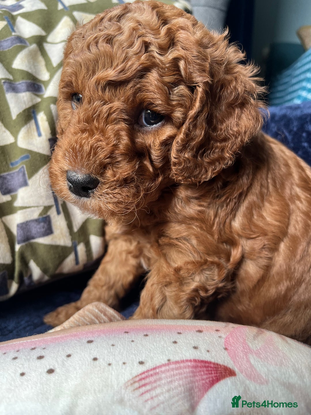 Labradoodle dogs for sale: Mini Red Labradoodle 🧬 clear  - Image 21