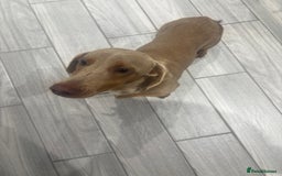 Dachshund dogs for sale: Isabelle and tan miniature dachshund 9 months old  - Image 3