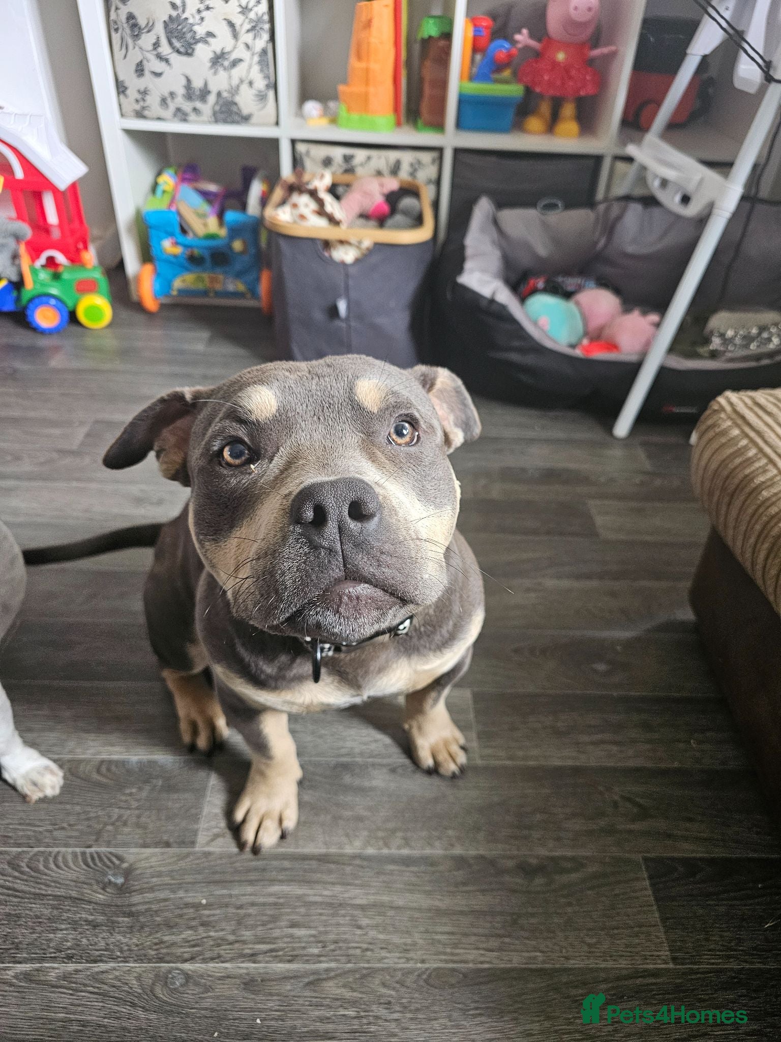 American Bully dogs Pocket bully male - Advert 3