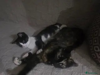 European cats Beautiful kittens - Advert 7