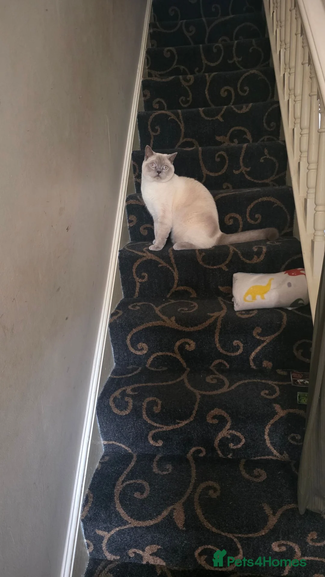 British Shorthair cats for sale: Colourpoint british shorthair  - Advert 1