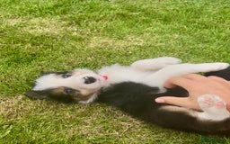 Border Collie dogs for sale: Beautiful Border Collie pups for sale  - Image 6