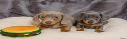 Dachshund dogs for sale: 2 FEMALES AVAILABLE BLUE TAN &ISABELLA TAN 😍 - Advert 3