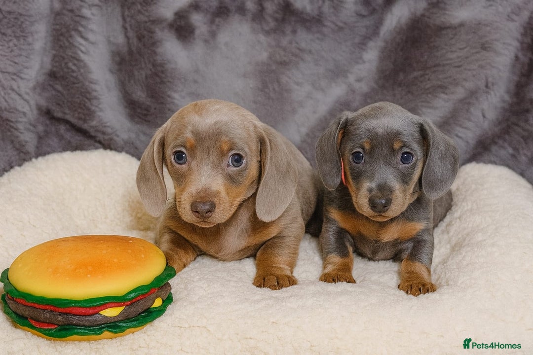 Dachshund dogs for sale: 2 FEMALES AVAILABLE BLUE TAN &ISABELLA TAN 😍 - Advert 3