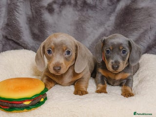 Dachshund dogs 2 FEMALES AVAILABLE BLUE TAN &ISABELLA TAN 😍 - Advert 4
