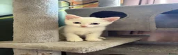 RagaMuffin cats for sale: Raggamuffin x kittens  - Advert 1