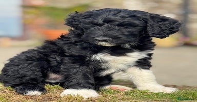 Portuguese Water Dog dogs - Advert 9