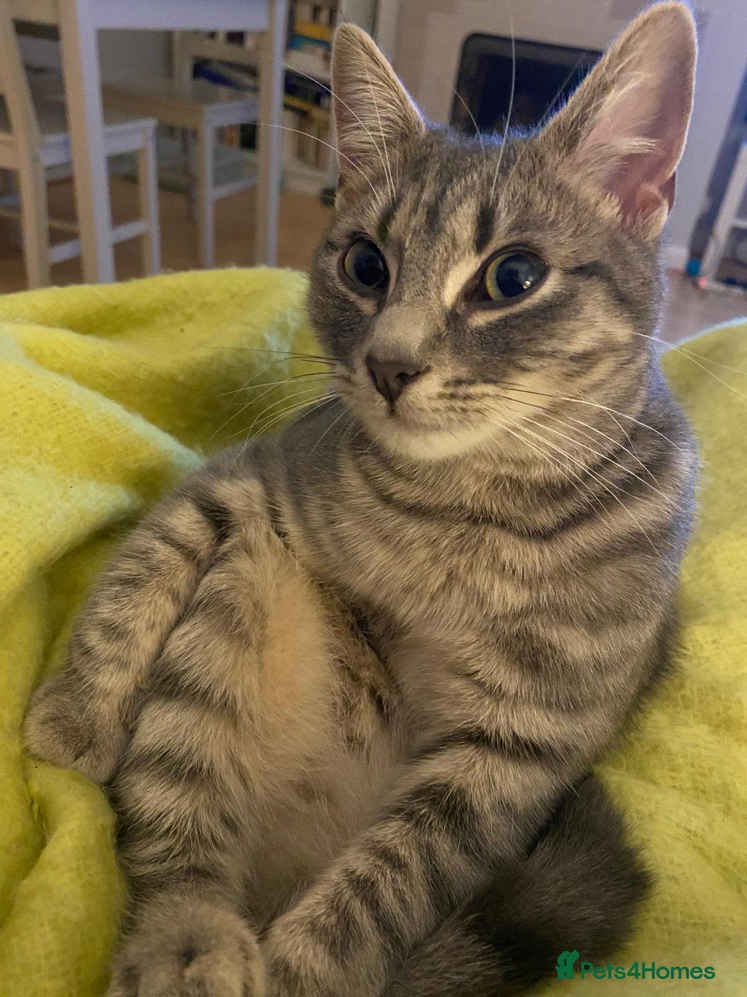 Mixed Breed cats for sale: Missing cat - Image 1