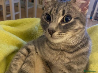 Mixed Breed cats - Advert 25