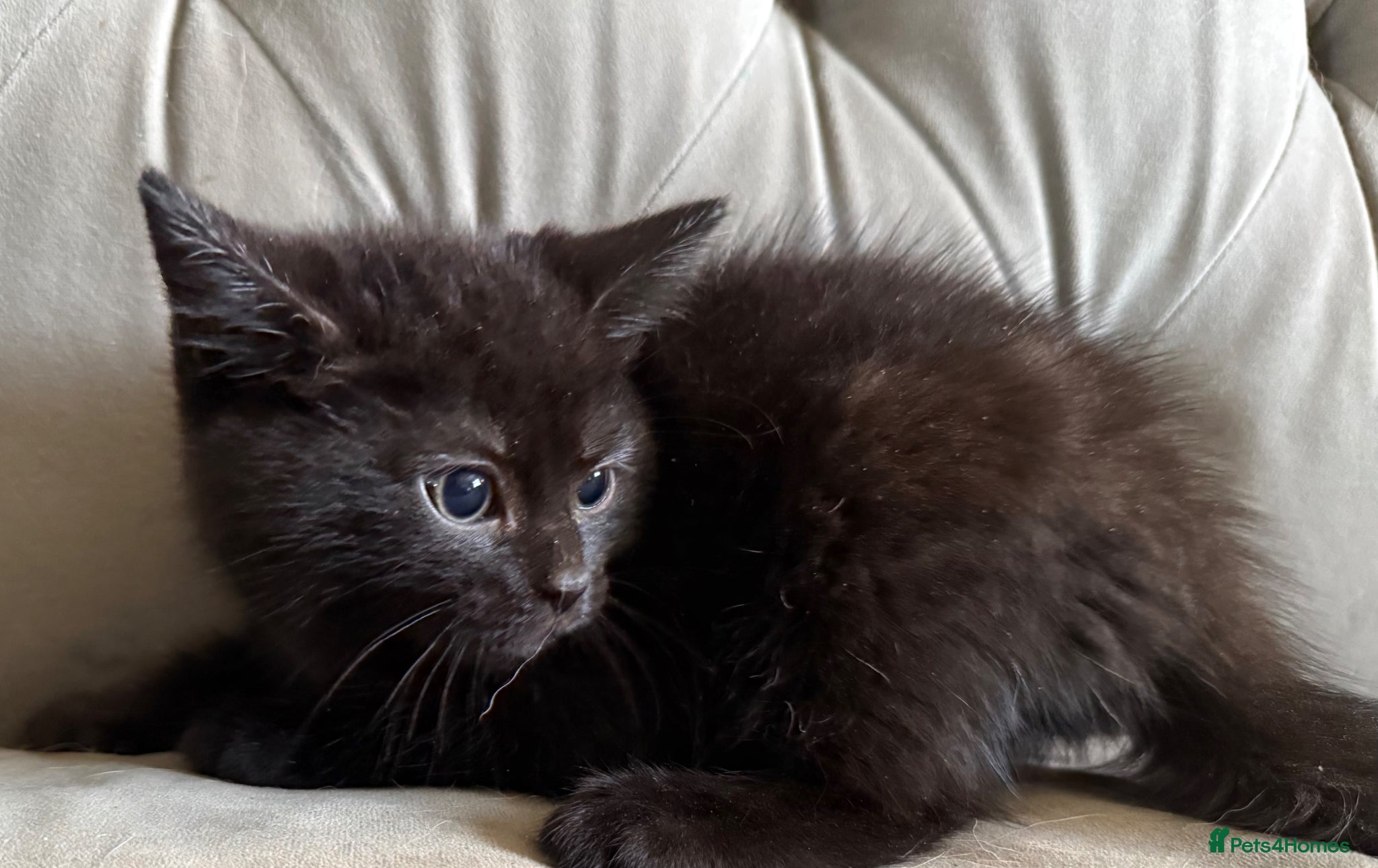 Domestic Shorthair cats Smokey grey and black British shorthair kittens - Advert 3