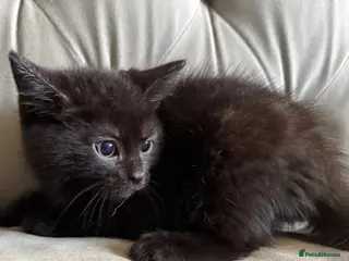 Domestic Shorthair cats Smokey grey and black British shorthair kittens - Advert 5
