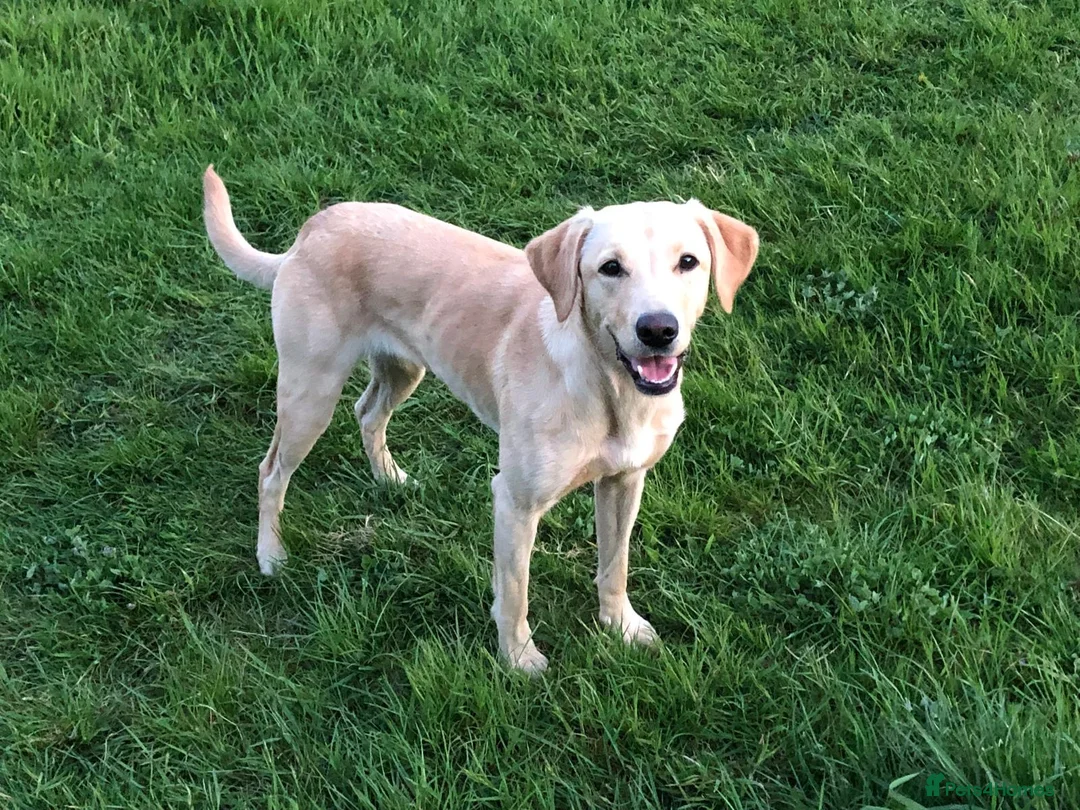 Labrador Retriever dogs for sale: Labrador Puppies Yellow and Black (due 17th April) in Bradford-on-Avon - Advert 2