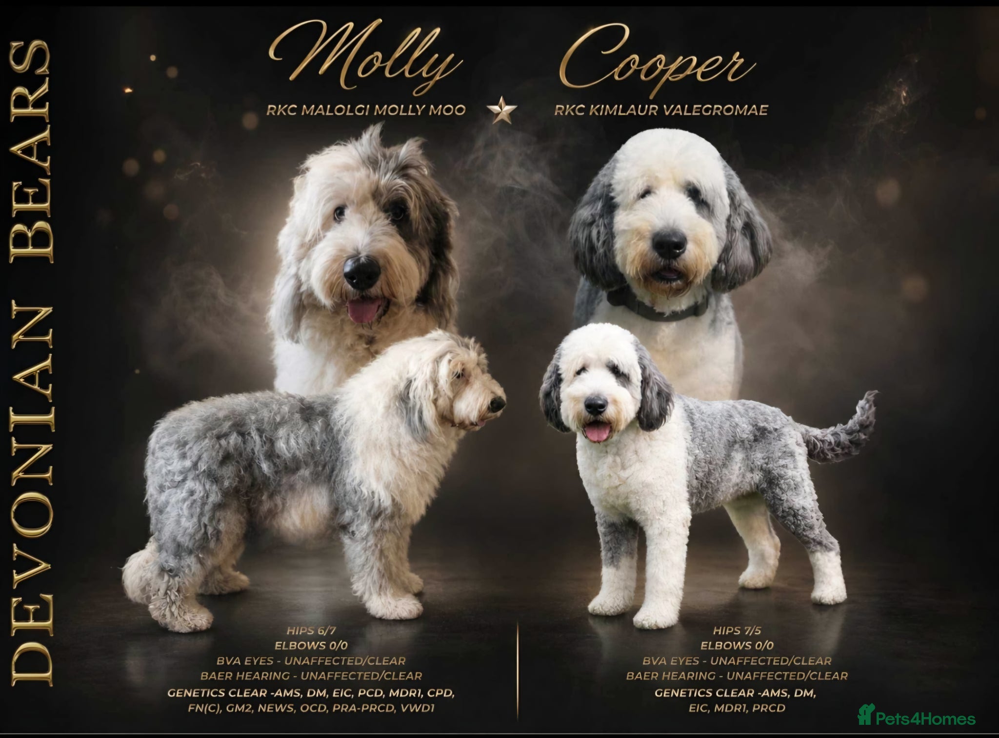Old English Sheepdog dogs Fully health tested RKC Old English Sheepdog  - Advert 1