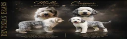 Old English Sheepdog dogs for sale: Fully health tested RKC Old English Sheepdog  - Advert 1
