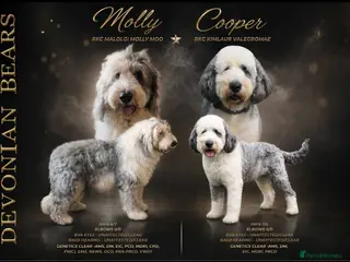 Old English Sheepdog dogs Fully health tested RKC Old English Sheepdog - Advert 5
