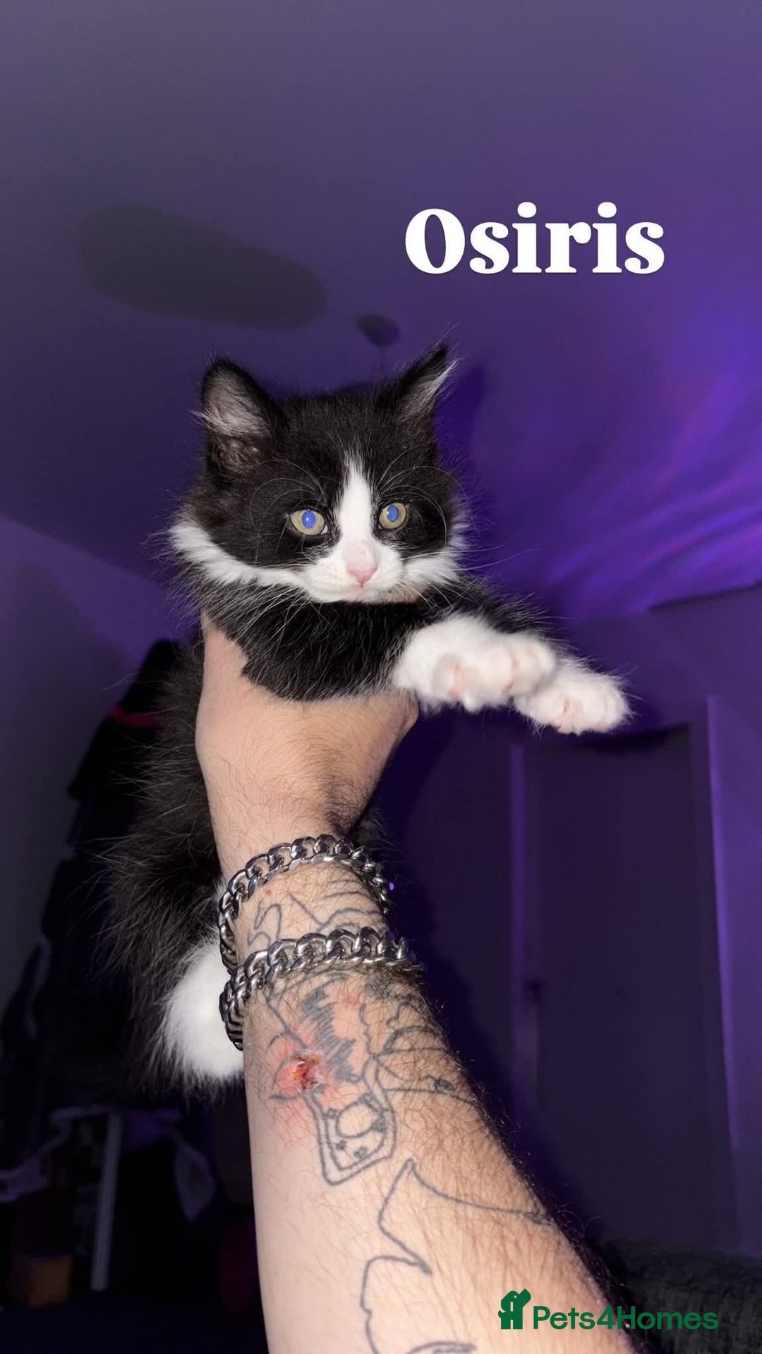 British Shorthair cats for sale: Kittens - Image 2