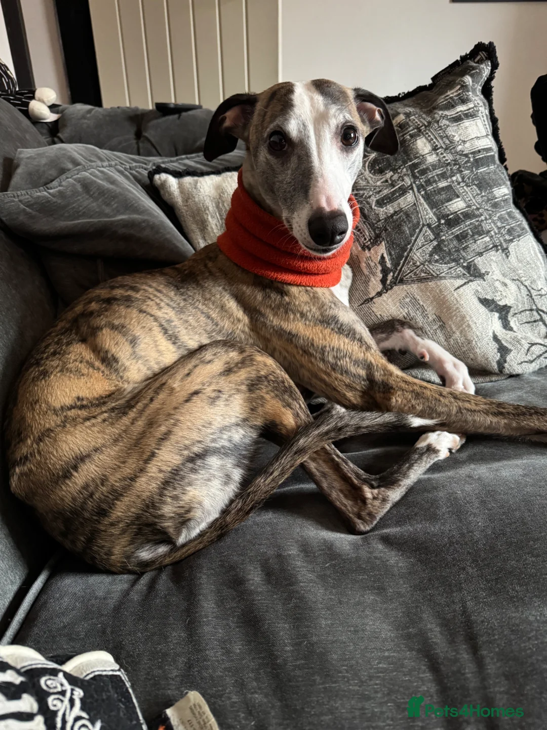 Whippet dogs for sale: Fly needs a new family  in Oldham - Advert 7