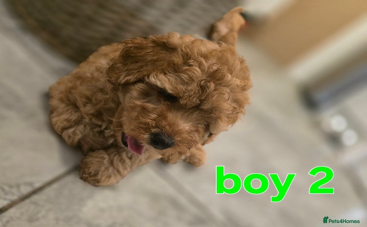 Maltipoo dogs 🐶 3 beautiful maltipoo pups for sale 🐶 - Advert 1