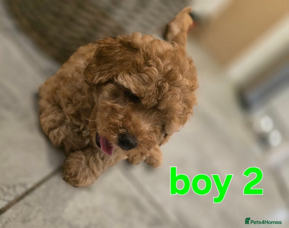 Maltipoo dogs 🐶 3 beautiful maltipoo pups for sale 🐶 - Advert 1