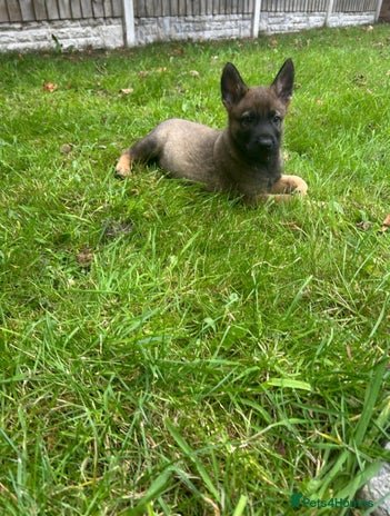 German Shepherd dogs - Advert 3