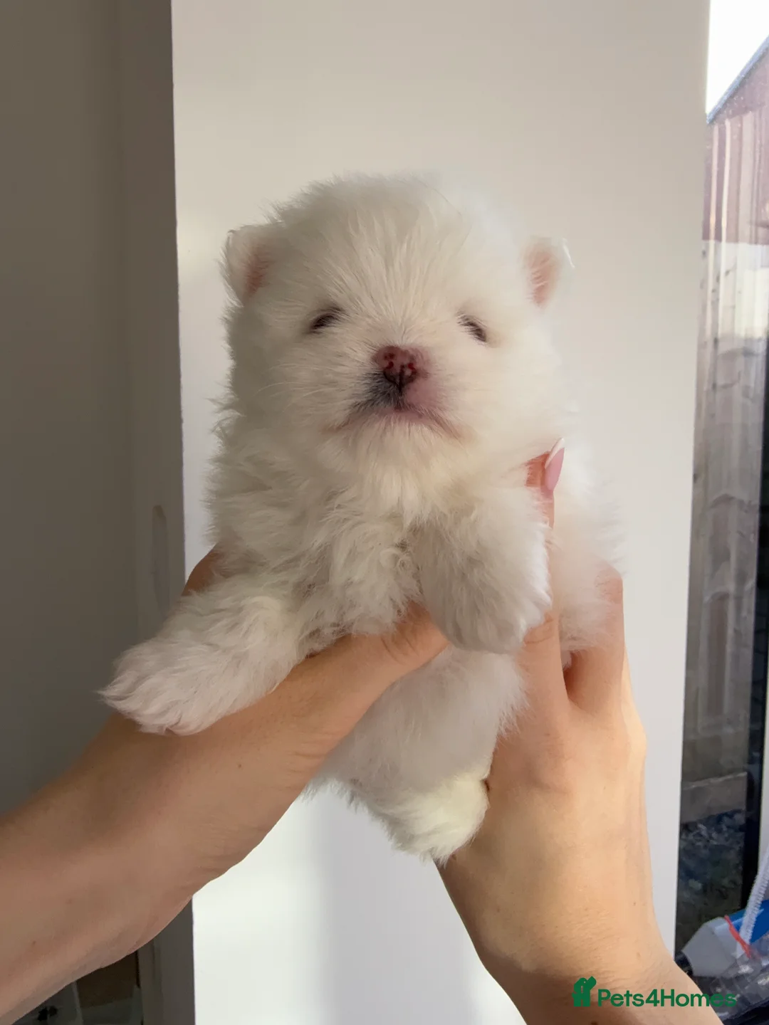 Pomeranian dogs for sale: 1 white pure bred pomerainian puppy left! - Advert 18