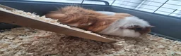 Guinea Pig rodents for sale: 2 female guinea pigs with 2 tier cage and stand  in Glasgow - Advert 3