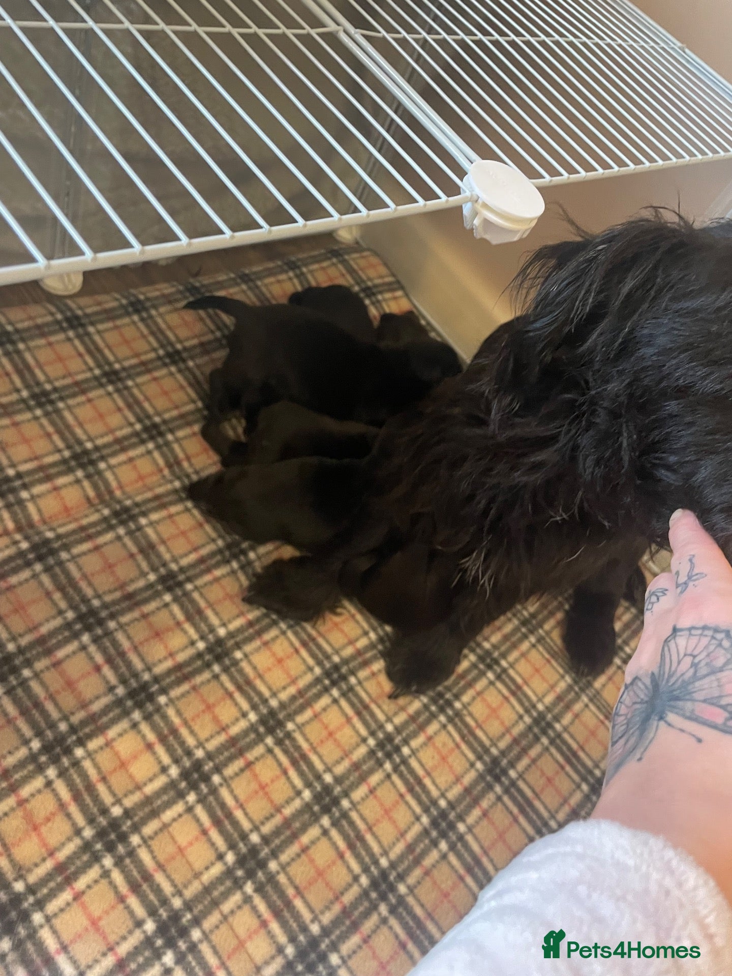 Patterdale Terrier dogs Patterdale terrier  - Advert 3