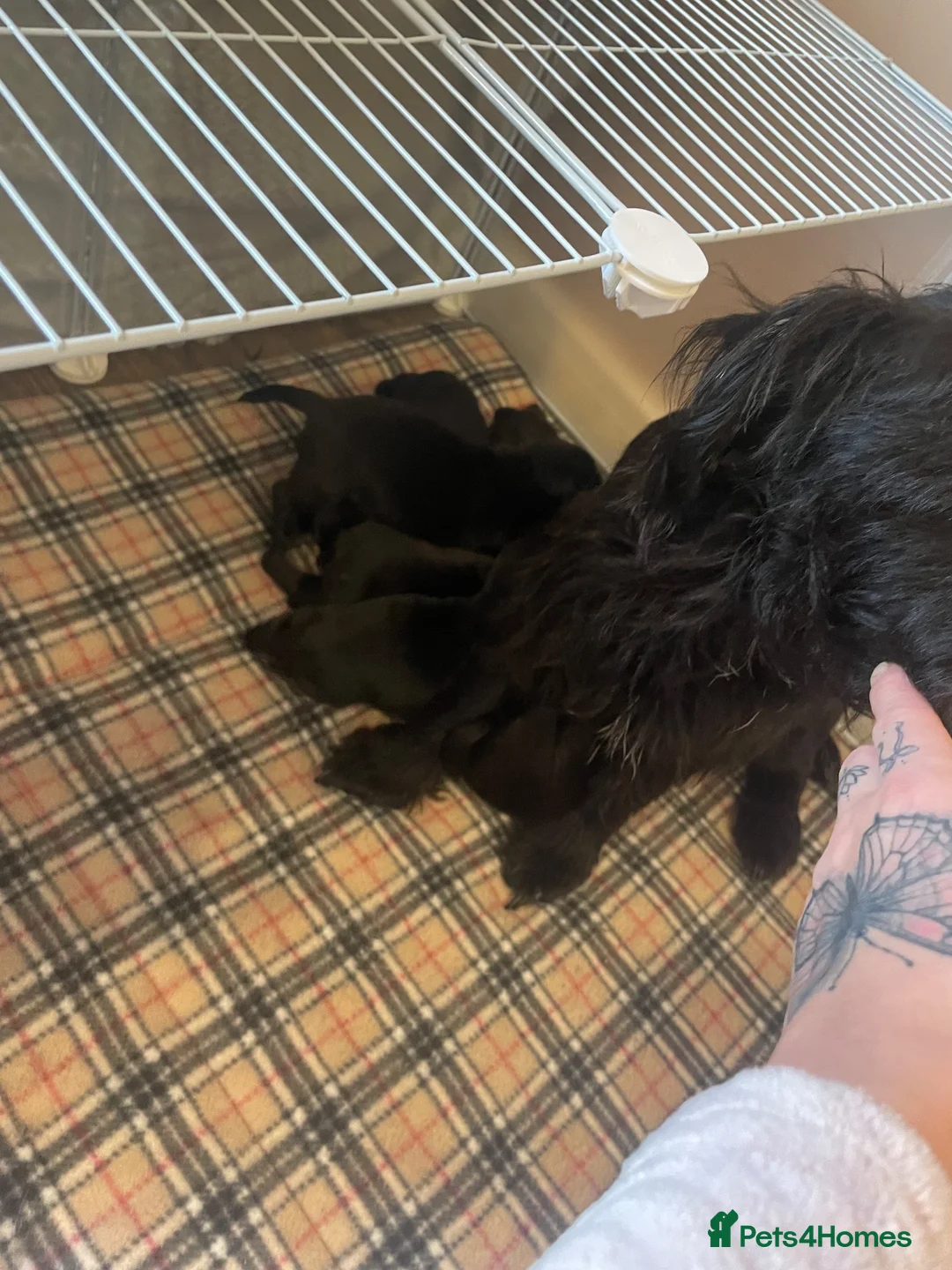 Patterdale Terrier dogs for sale: Patterdale terrier  - Advert 1