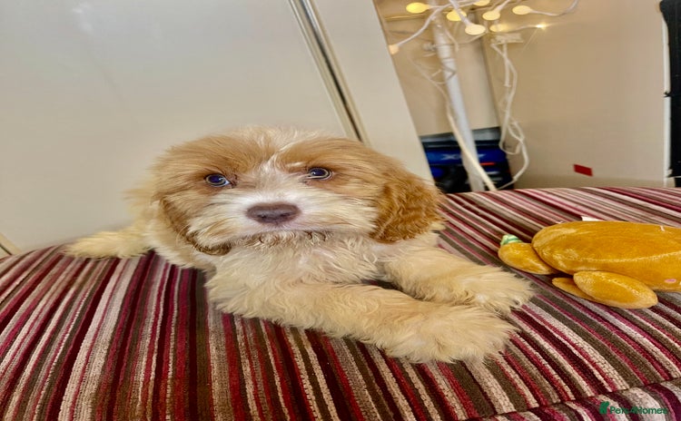 Cavapoo dogs F1 Cavapoo puppies - Advert 1