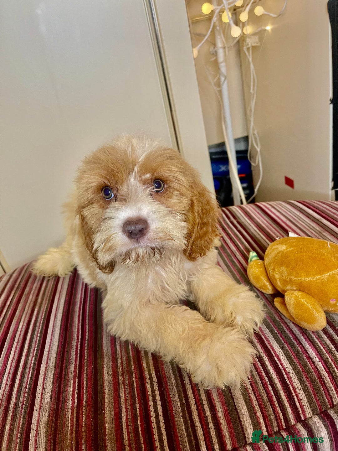 Cavapoo dogs for sale: F1 Cavapoo puppies - Advert 1