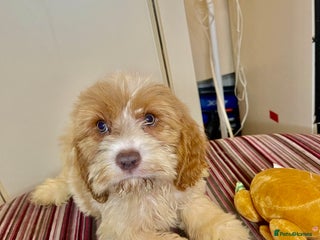 Cavapoo dogs F1 Cavapoo puppies - Advert 9