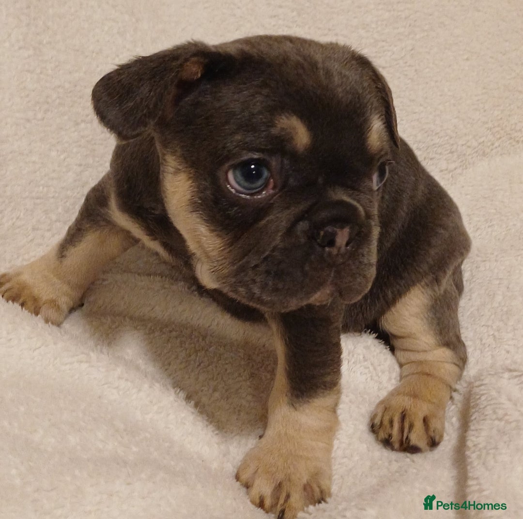 French Bulldog dogs for sale: Beautiful litter of amazing babies  - Advert 4