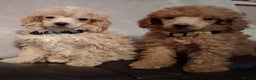 Miniature Poodle dogs for sale: Beautiful poodle pups - Advert 11
