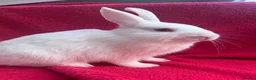 Netherland Dwarf rabbits for sale: Netherland dwarf bunnies - Advert 2