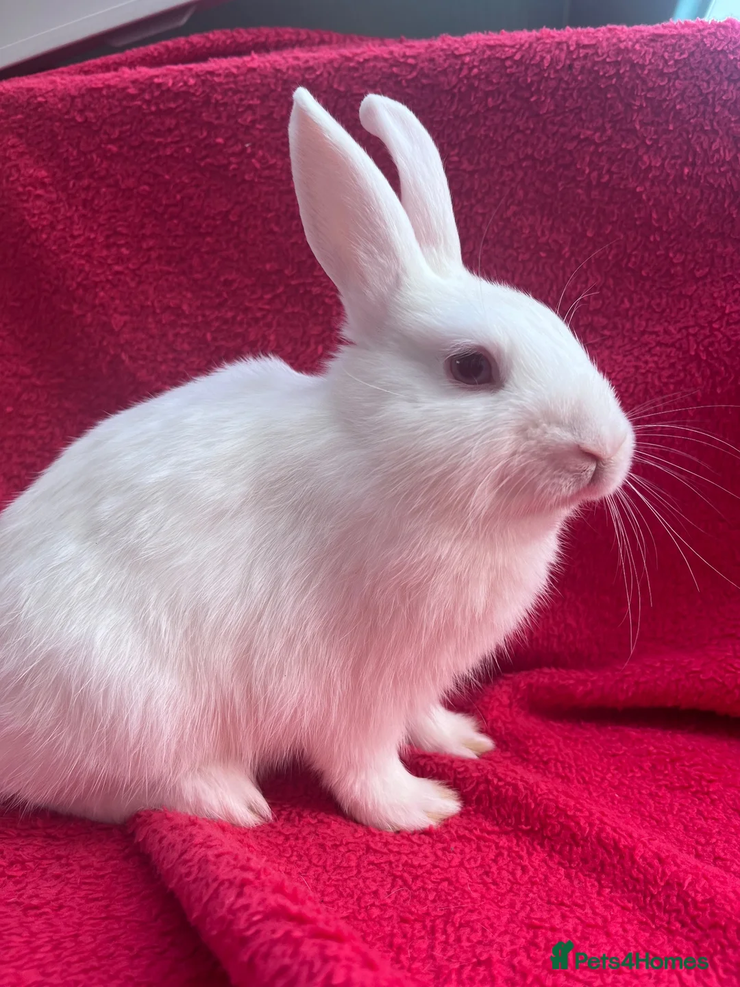 Netherland Dwarf rabbits for sale: Netherland dwarf bunnies - Advert 2