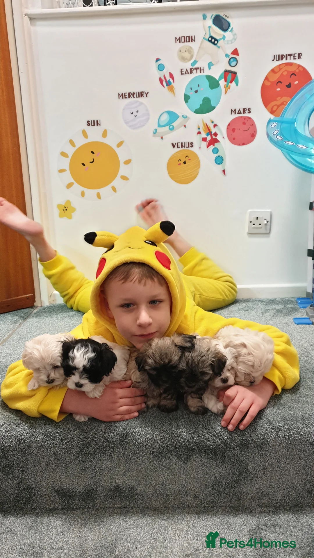 Bichon Frise dogs for sale: 6 bishon frezze ready for new home. - Advert 2