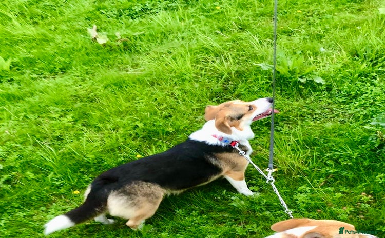 Welsh Corgi Pembroke dogs - Advert 1