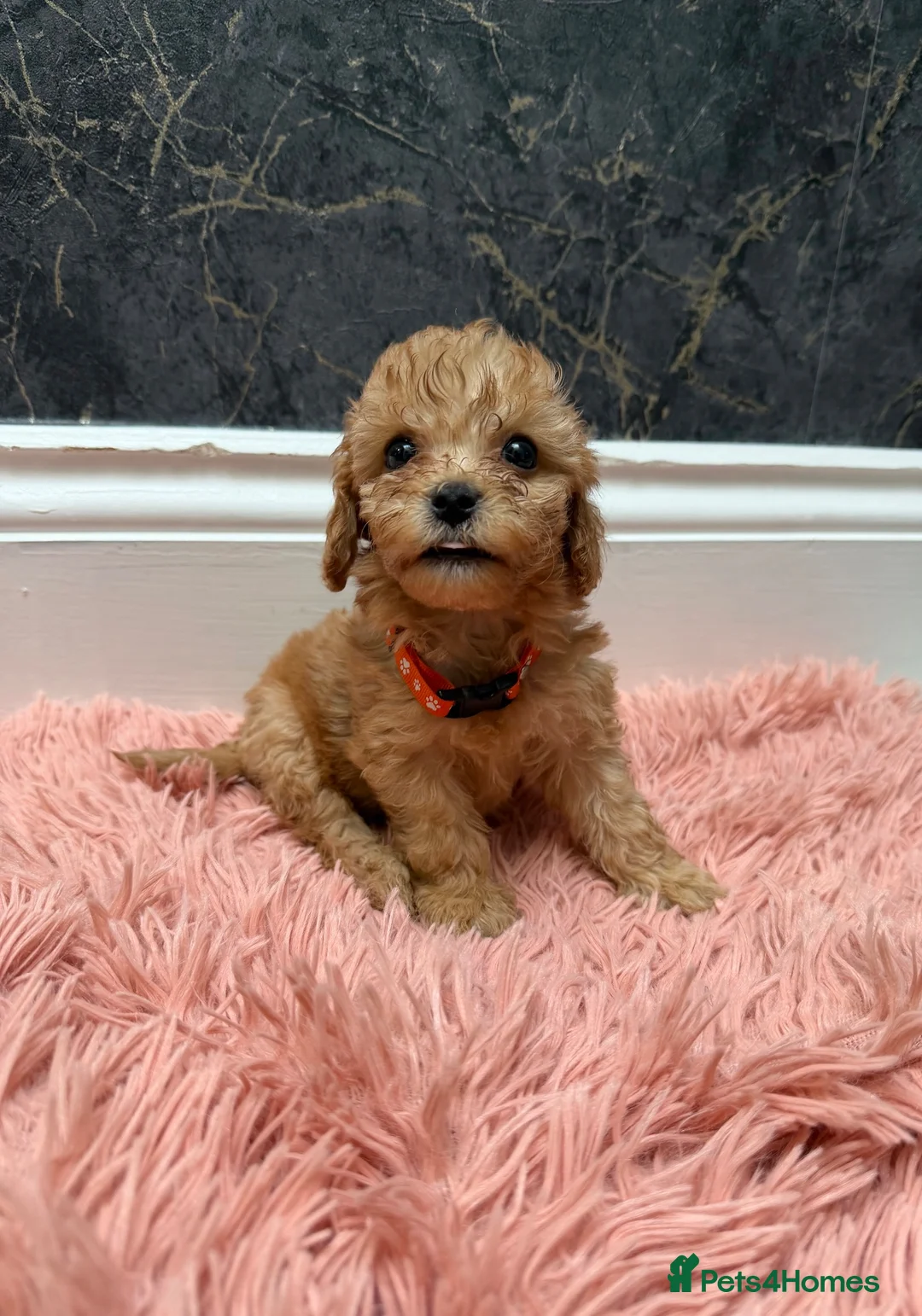 Cavapoo dogs for sale: Stunning Cavapoo Puppies - Advert 1
