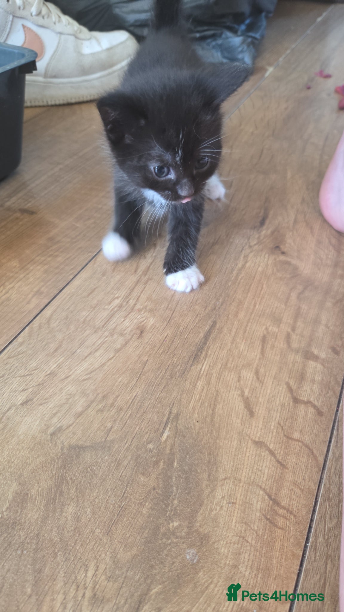 Mixed Breed cats for sale: 5 black and white kittens for sale - Advert 9